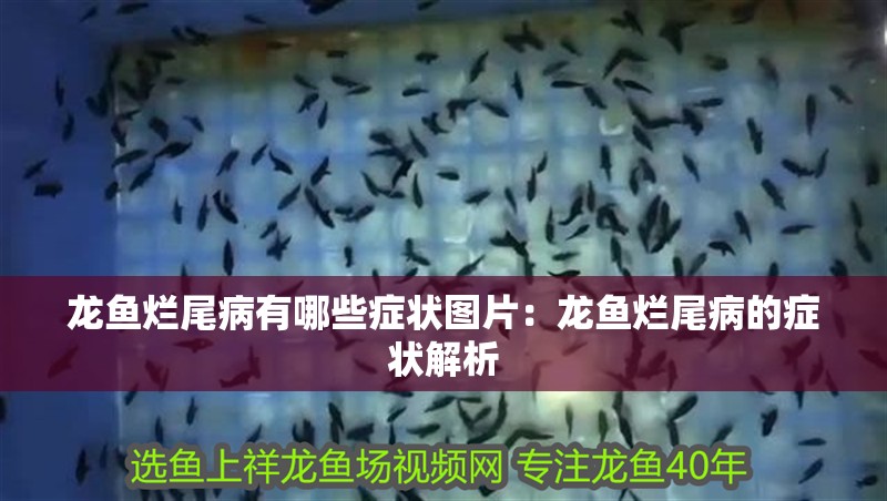 龍魚爛尾病有哪些癥狀圖片：龍魚爛尾病的癥狀解析