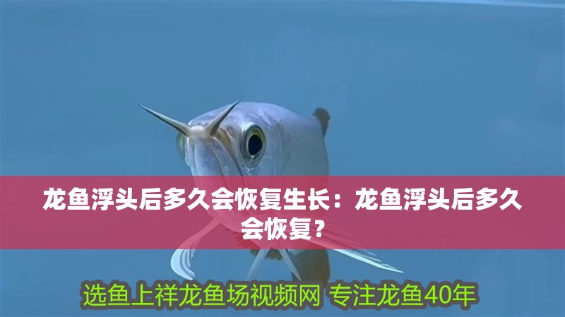 龍魚浮頭后多久會恢復生長：龍魚浮頭后多久會恢復？