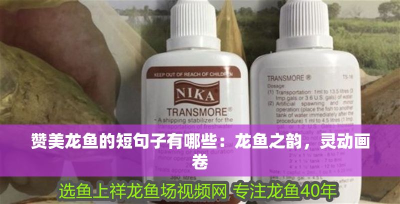 贊美龍魚的短句子有哪些：龍魚之韻，靈動畫卷 贊美龍魚的短句子有哪些：龍魚之韻，靈動畫卷 龍魚百科 第1張