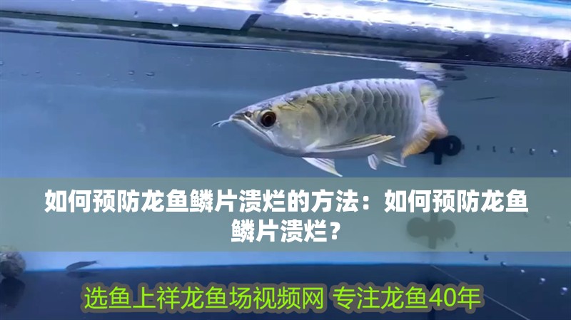 如何預防龍魚鱗片潰爛的方法：如何預防龍魚鱗片潰爛？