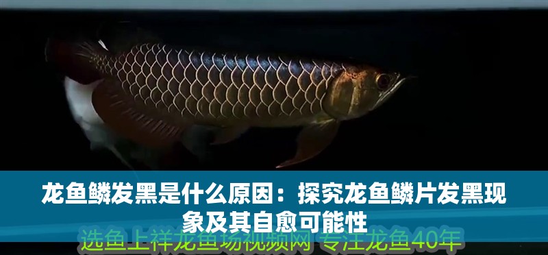 龍魚鱗發黑是什么原因：探究龍魚鱗片發黑現象及其自愈可能性