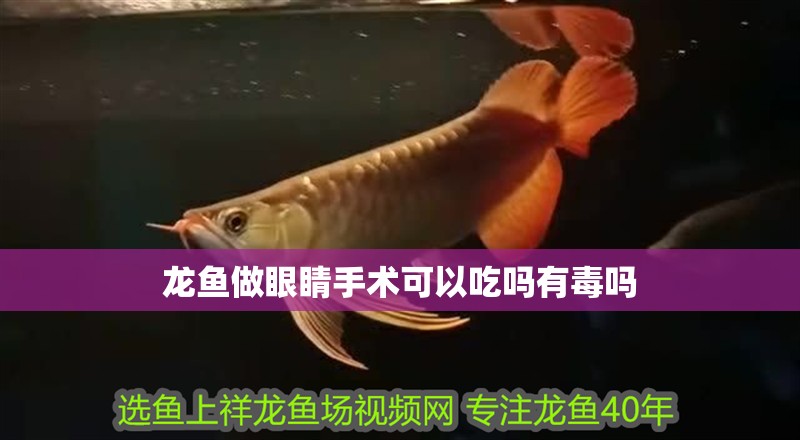 龍魚做眼睛手術可以吃嗎有毒嗎