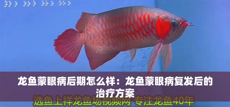 龍魚蒙眼病后期怎么樣：龍魚蒙眼病復發后的治療方案