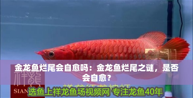 金龍魚爛尾會自愈嗎：金龍魚爛尾之謎，是否會自愈？