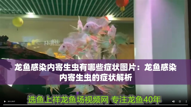 龍魚感染內寄生蟲有哪些癥狀圖片：龍魚感染內寄生蟲的癥狀解析