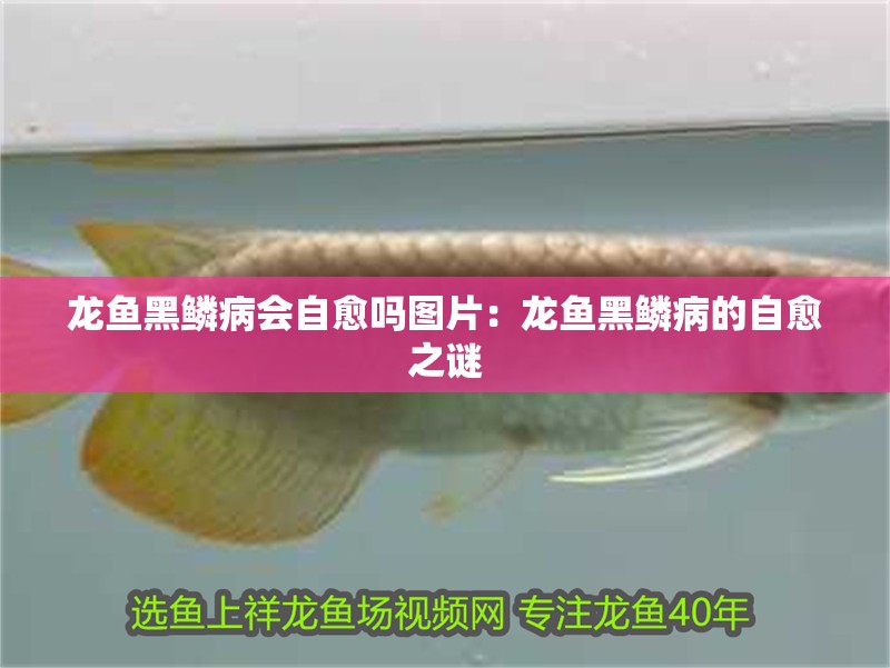 龍魚黑鱗病會自愈嗎圖片：龍魚黑鱗病的自愈之謎