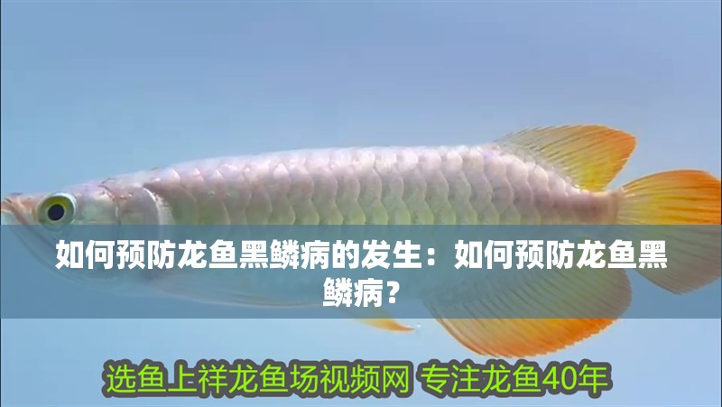 如何預防龍魚黑鱗病的發生：如何預防龍魚黑鱗病？