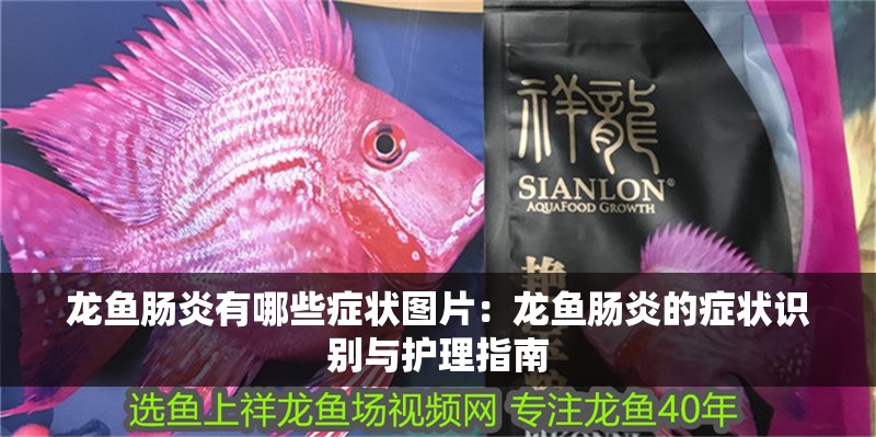 龍魚腸炎有哪些癥狀圖片：龍魚腸炎的癥狀識別與護理指南