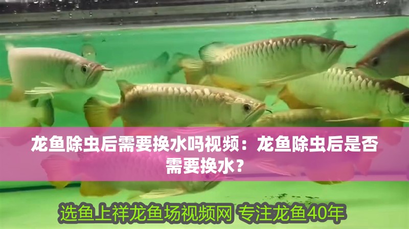 龍魚(yú)除蟲(chóng)后需要換水嗎視頻：龍魚(yú)除蟲(chóng)后是否需要換水？