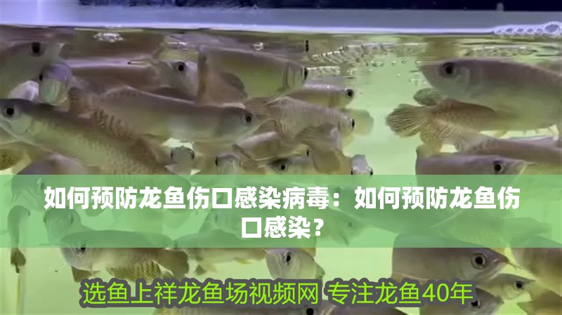 如何預防龍魚傷口感染病毒：如何預防龍魚傷口感染？