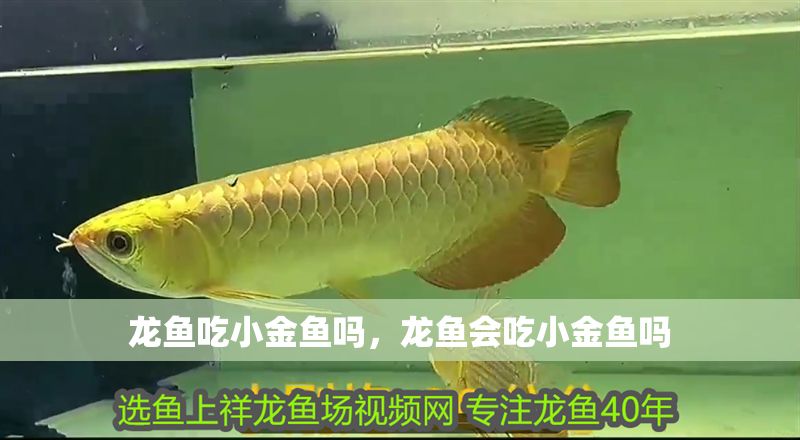 龍魚吃小金魚嗎，龍魚會吃小金魚嗎