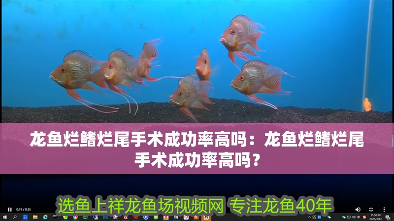 龍魚爛鰭爛尾手術成功率高嗎：龍魚爛鰭爛尾手術成功率高嗎？