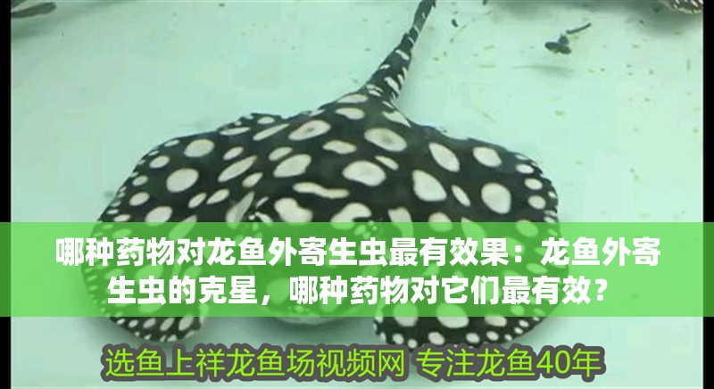 哪種藥物對龍魚外寄生蟲最有效果：龍魚外寄生蟲的克星，哪種藥物對它們最有效？