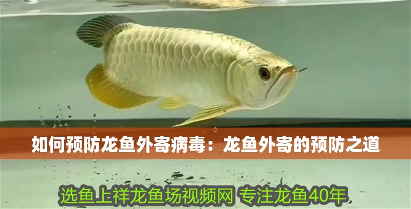 如何預(yù)防龍魚外寄病毒：龍魚外寄的預(yù)防之道