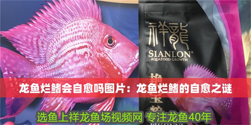 龍魚爛鰭會自愈嗎圖片：龍魚爛鰭的自愈之謎