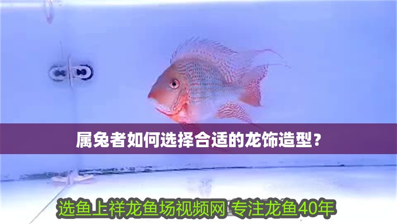 屬兔者如何選擇合適的龍飾造型？