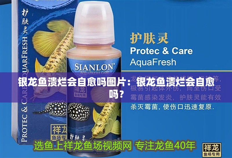 銀龍魚潰爛會自愈嗎圖片：銀龍魚潰爛會自愈嗎？