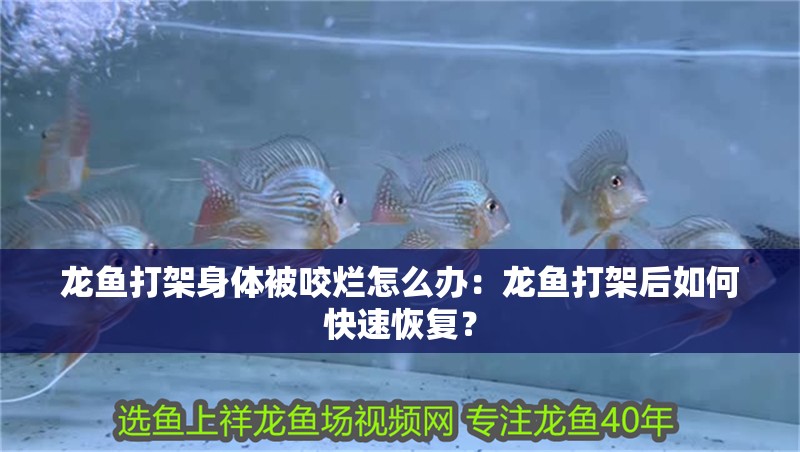 龍魚打架身體被咬爛怎么辦：龍魚打架后如何快速恢復(fù)？