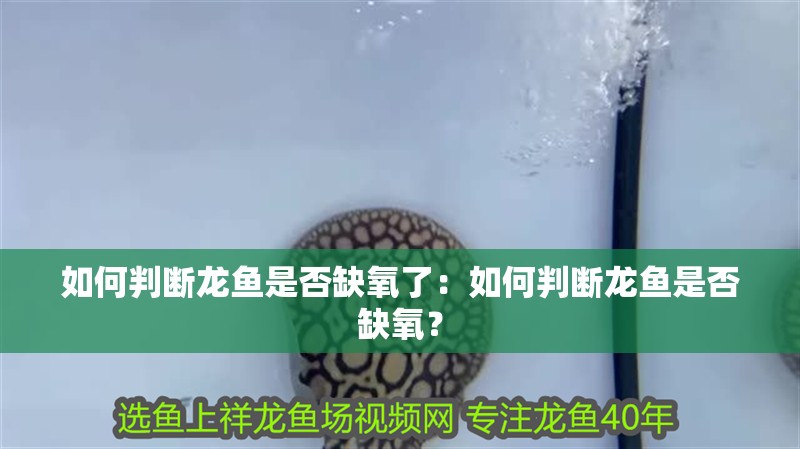 如何判斷龍魚是否缺氧了：如何判斷龍魚是否缺氧？