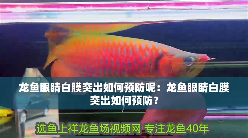 龍魚眼睛白膜突出如何預(yù)防呢：龍魚眼睛白膜突出如何預(yù)防？