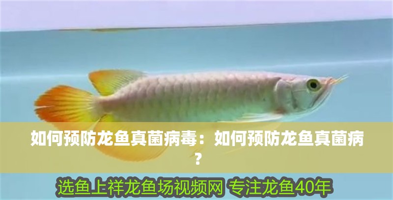 如何預防龍魚真菌病毒：如何預防龍魚真菌病？