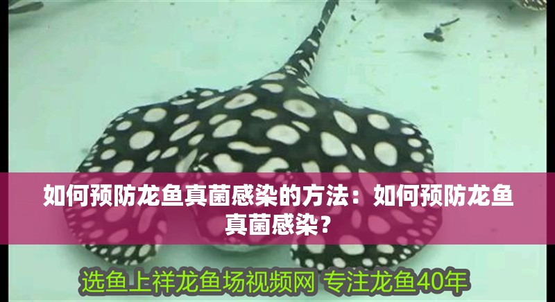 如何預防龍魚真菌感染的方法：如何預防龍魚真菌感染？