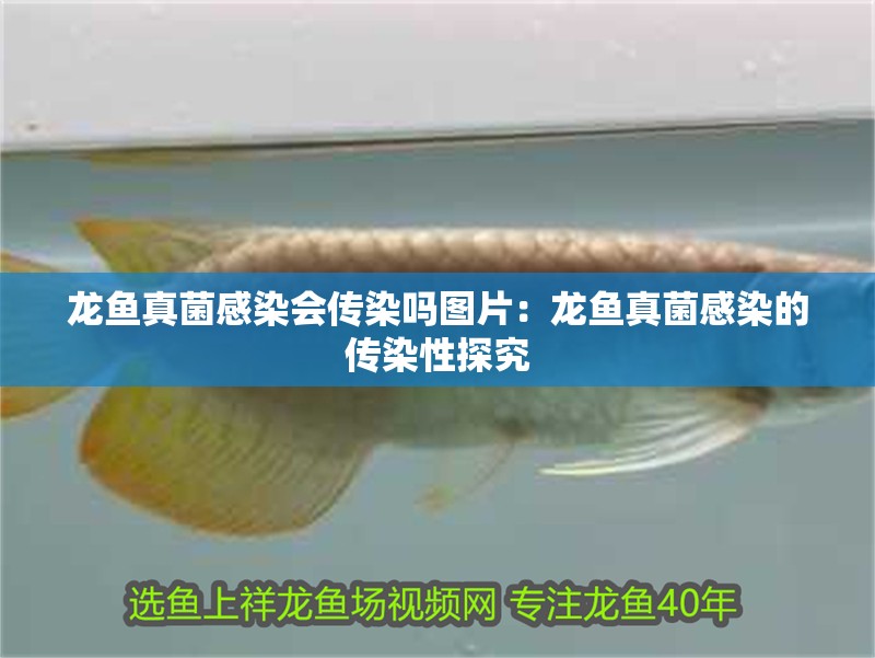 龍魚真菌感染會傳染嗎圖片：龍魚真菌感染的傳染性探究