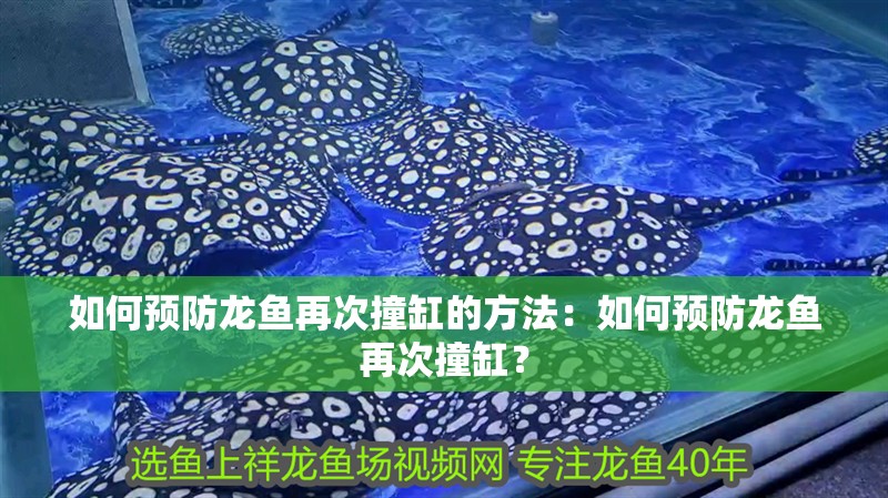 如何預防龍魚再次撞缸的方法：如何預防龍魚再次撞缸？