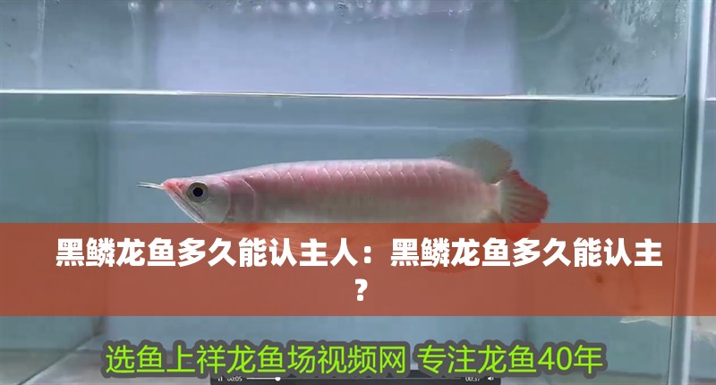 黑鱗龍魚多久能認主人：黑鱗龍魚多久能認主？