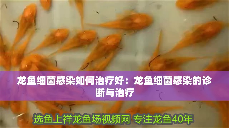 龍魚細(xì)菌感染如何治療好：龍魚細(xì)菌感染的診斷與治療