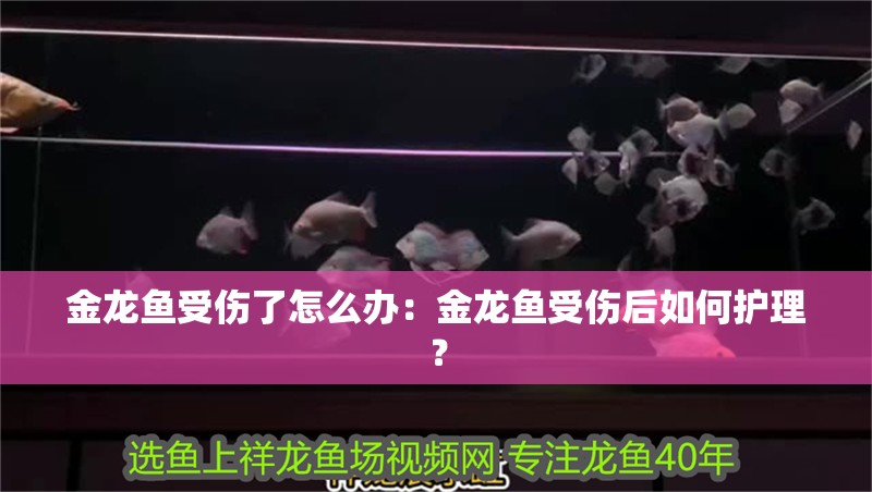 金龍魚受傷了怎么辦：金龍魚受傷后如何護理？