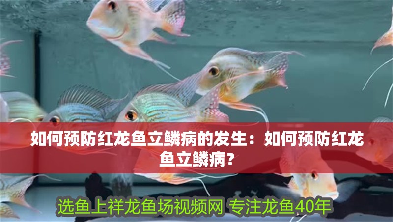 如何預防紅龍魚立鱗病的發生：如何預防紅龍魚立鱗病？