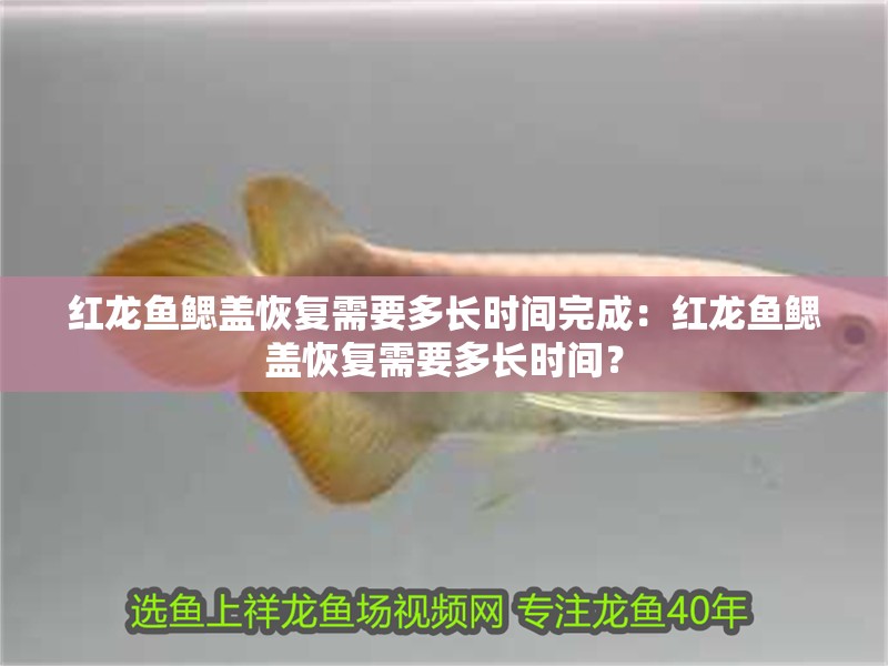 紅龍魚鰓蓋恢復(fù)需要多長時間完成：紅龍魚鰓蓋恢復(fù)需要多長時間？