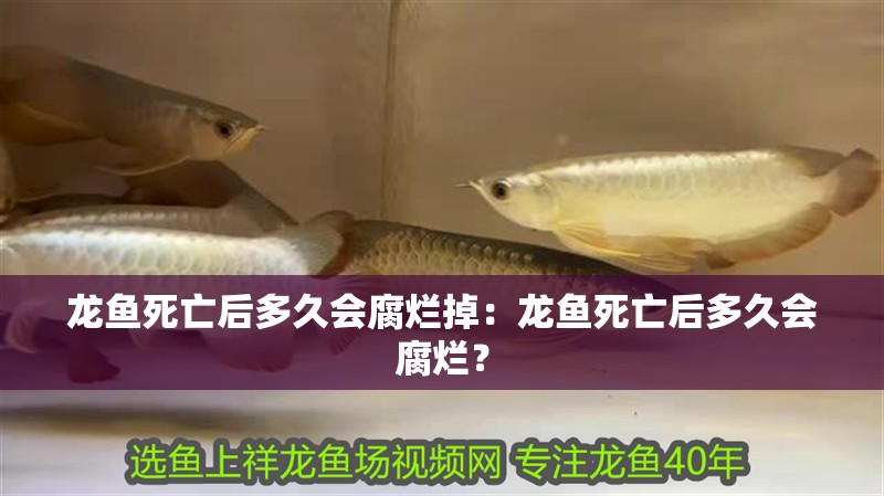 龍魚死亡后多久會腐爛掉：龍魚死亡后多久會腐爛？