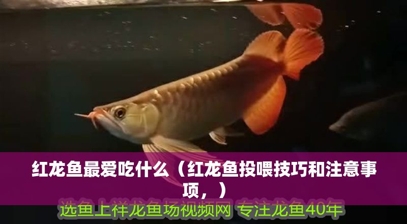 紅龍魚最愛吃什么（紅龍魚投喂技巧和注意事項，）