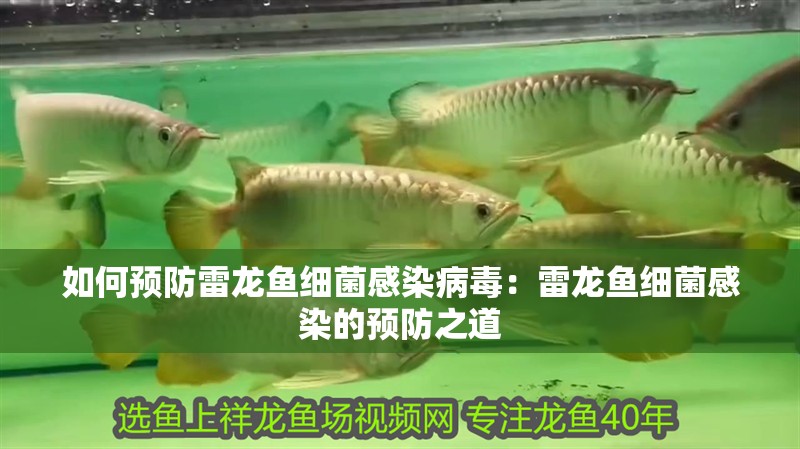 如何預防雷龍魚細菌感染病毒：雷龍魚細菌感染的預防之道