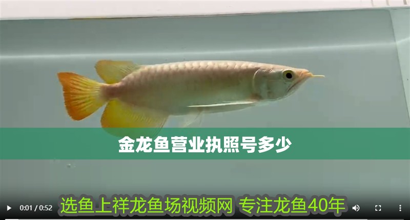 金龍魚營業(yè)執(zhí)照號多少