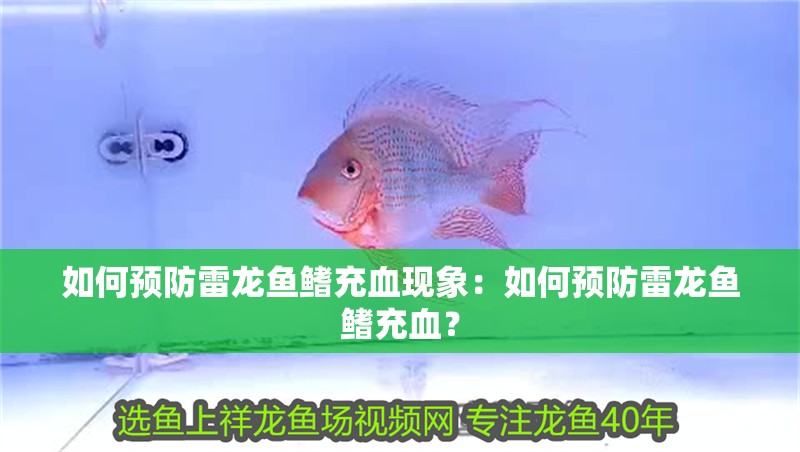 如何預防雷龍魚鰭充血現象：如何預防雷龍魚鰭充血？