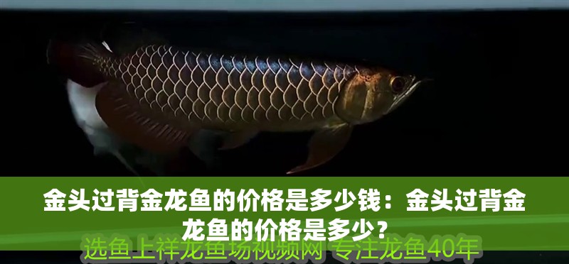 金頭過背金龍魚的價(jià)格是多少錢：金頭過背金龍魚的價(jià)格是多少？