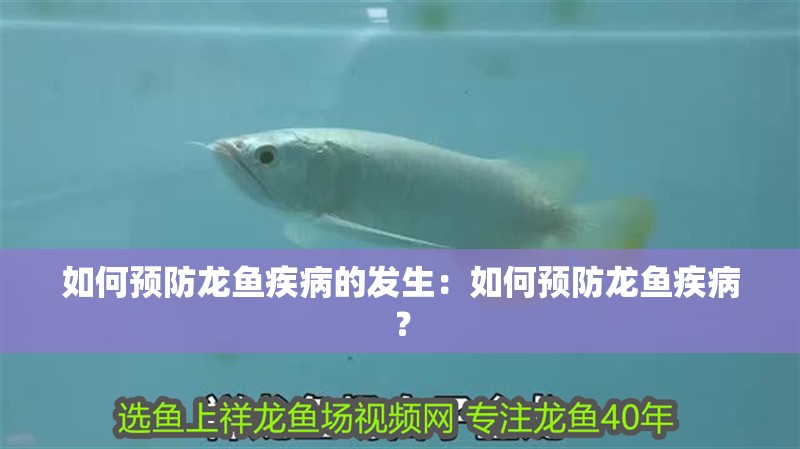 如何預(yù)防龍魚疾病的發(fā)生：如何預(yù)防龍魚疾病？