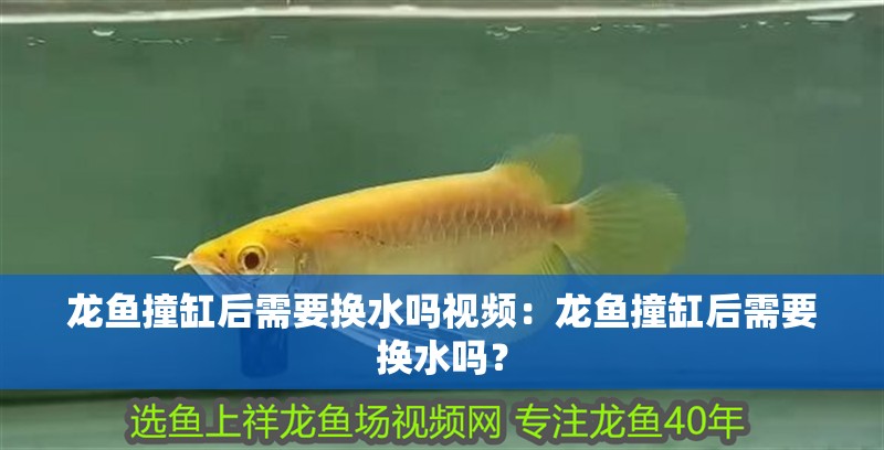 龍魚(yú)撞缸后需要換水嗎視頻：龍魚(yú)撞缸后需要換水嗎？