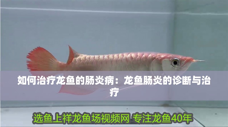 如何治療龍魚的腸炎病：龍魚腸炎的診斷與治療