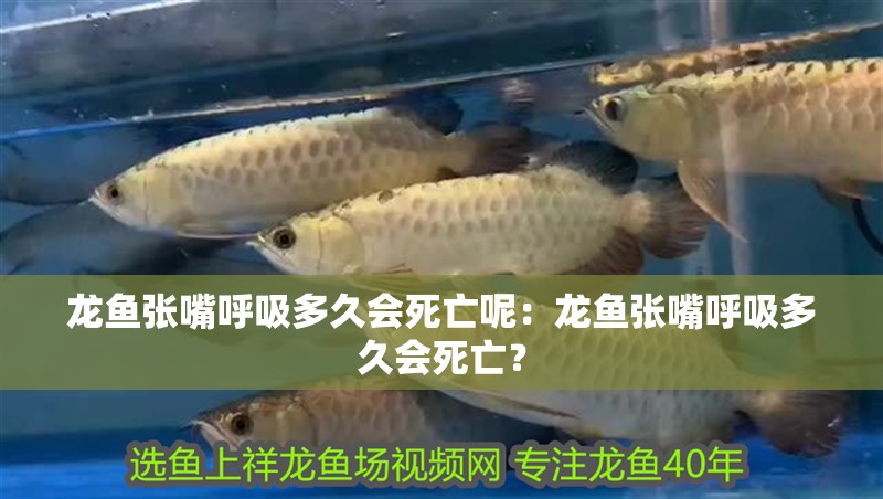 龍魚張嘴呼吸多久會死亡呢：龍魚張嘴呼吸多久會死亡？