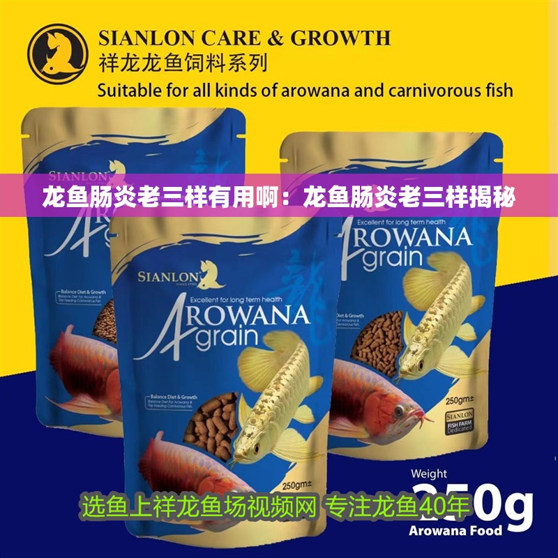 龍魚(yú)腸炎老三樣有用啊：龍魚(yú)腸炎老三樣揭秘