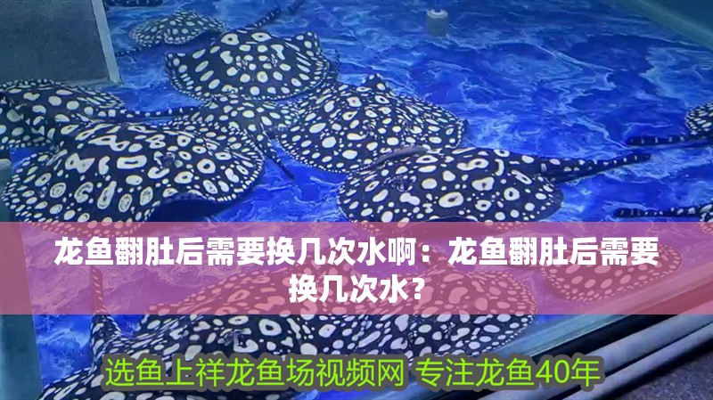 龍魚翻肚后需要換幾次水?。糊堲~翻肚后需要換幾次水？
