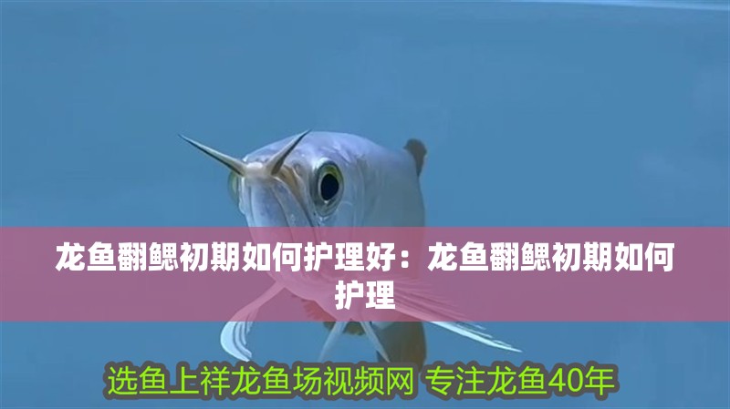 龍魚翻鰓初期如何護理好：龍魚翻鰓初期如何護理