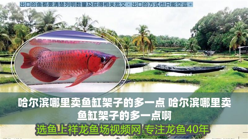 哈爾濱哪里賣魚缸架子的多一點 哈爾濱哪里賣魚缸架子的多一點啊