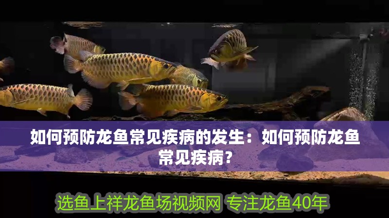 如何預防龍魚常見疾病的發生：如何預防龍魚常見疾病？