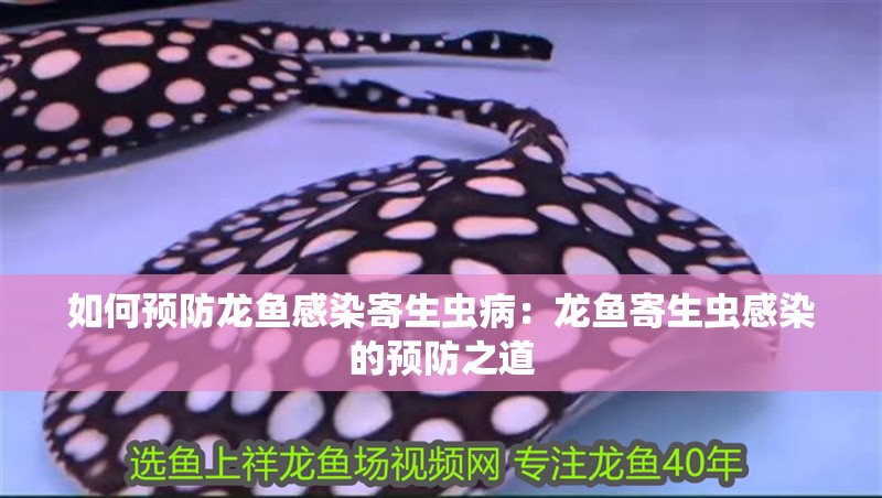 如何預防龍魚感染寄生蟲病：龍魚寄生蟲感染的預防之道