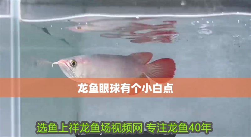 龍魚眼球有個小白點